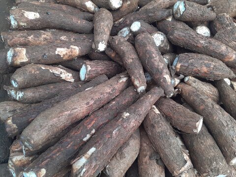 Raw cassava asian tropical indonesia.Sold in Indonesian traditional markets.