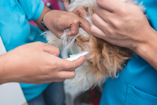 A veterinary nurse sticks a thermometer into a dog's butt. Checking the temperature of a sick pet at a vet clinic or hospital.