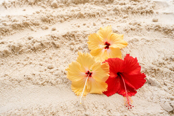 Yellow and red hibiscus on sand beach background.