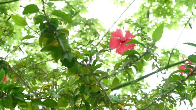 beauty blooming hibiscus rosa-sinensis or Chinese hibiscus in the morning