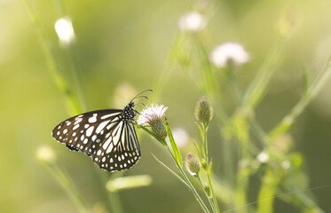 butterfly on a wild flower © Nit5