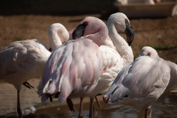 flamingo in the zoo