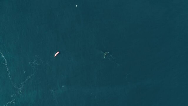 Man on SUP paddles next to whale in Atlantic ocean. Explore, travel and wildlife concept.