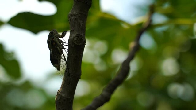 4K footage of the intense buzzing of cicadas. A cicada sits on a fig tree. Recording with sound. Cicada Lyristes plebejus.