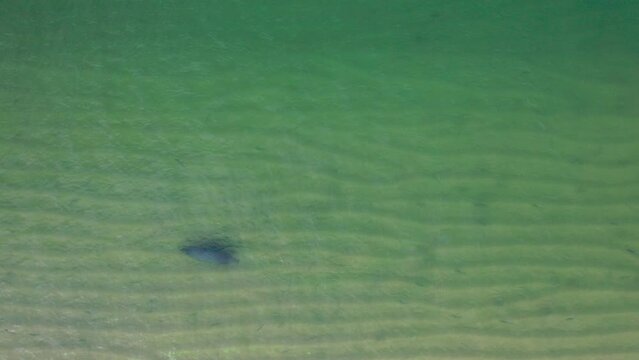 A drone flying above a  solitary seal as it swims along the sandy coast