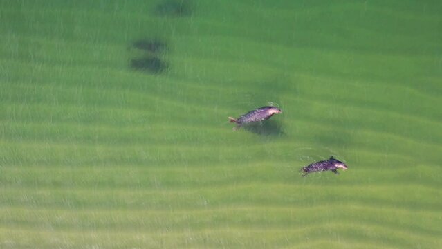 Two seals from a small pod break the surface as they swim along the coast