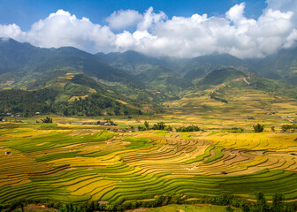 Beautiful scenes of ripen rice terraces in Mu Cang Chai, Vietnam