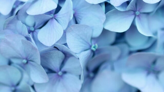 Soft blue Hydrangea (Hydrangea macrophylla) or Hortensia flower with water dew on petals. 