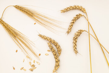 Cereals and grains on a white background, wheat spikelets