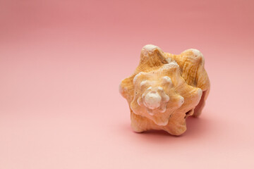 Large seashell on a pink background