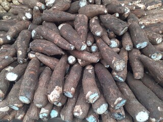 Raw cassava asian tropical indonesia.Sold in Indonesian traditional markets.