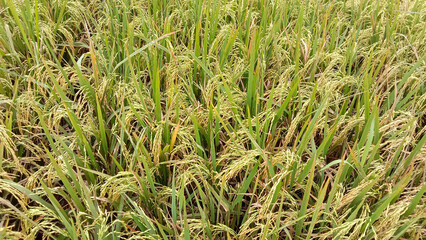 paddy field. Yellow rice paddy in field ready for harvest. Paddy rice field. vast rice fields in the countryside