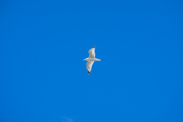 A white seagull against a blue cloudless sky. Copy space