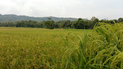 paddy field. Yellow rice paddy in field ready for harvest. Paddy rice field. vast rice fields in the countryside