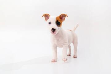 a jack russell terrier puppy on a white background. 
