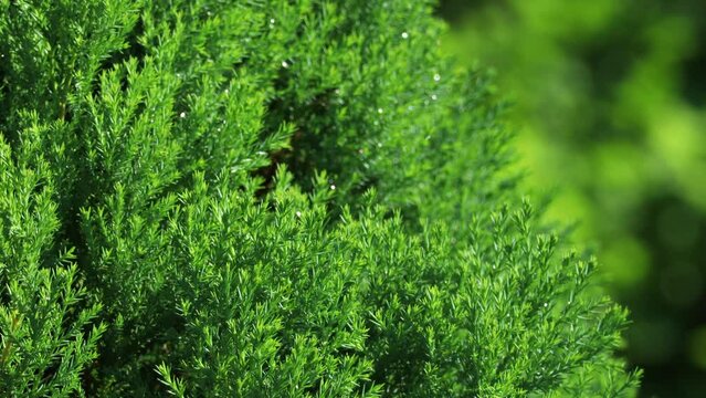 Dew drops on Juniperus Chinensis, 
Juniper branches with blur background. Fresh morning dew and bokeh. blurry background,Nature background. 