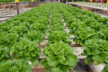 Lettuce in the hydro plot, food of the future