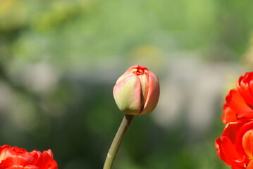 Tulipan  w ogrodzie , tulipan kwiat