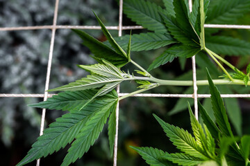 Growing marijuana using the scrog method