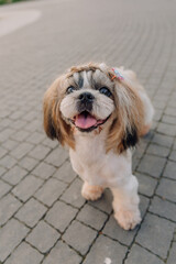 Cute funny shih tzu breed dog outdoors. Dog grooming. Funny dog at the city
