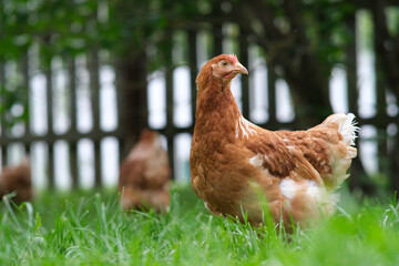 A red hen grazes in the green grass. Raising poultry.