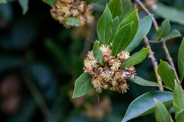 Laurus nobilis, Grecian laurel or sweet true laurel is an aromatic evergreen tree or large shrub...