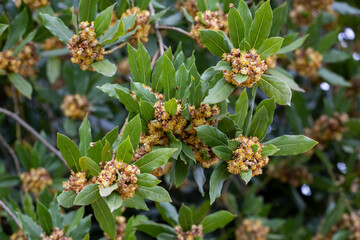 Laurus nobilis, Grecian laurel or sweet true laurel is an aromatic evergreen tree or large shrub with green