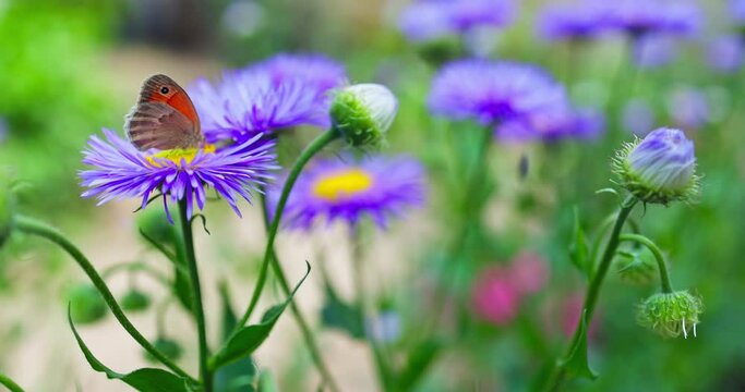 Butterfly flying on purple meadow flower  in the garden. Nature outdoor 4K video