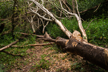 beaver working on wood in nature