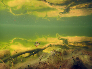Underwater photo of European perch (Perca fluviatilis) - obrazy, fototapety, plakaty