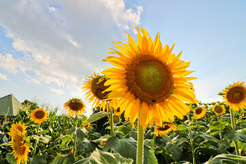 sunflower in the garden sky background