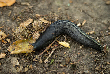 Black snail in nature after rain