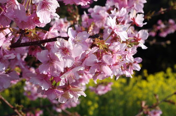 Fototapeta na wymiar 菜の花をバックに咲く満開の河津桜のアップ