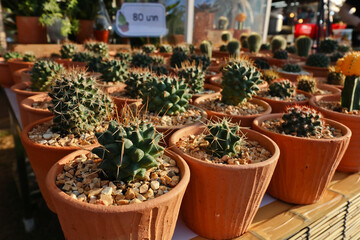 Colorful small cactus is beautiful in the garden.
