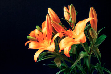 Stunning orange color lily bouquet. Beautiful fine art still life image of flowers with high saturated color and dark background.