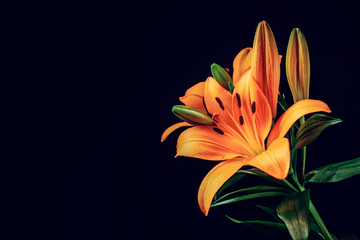Stunning orange lily on a dark background. Rich saturated color. Abstract nature background. Still life. Colorful flower on dark tone wall.