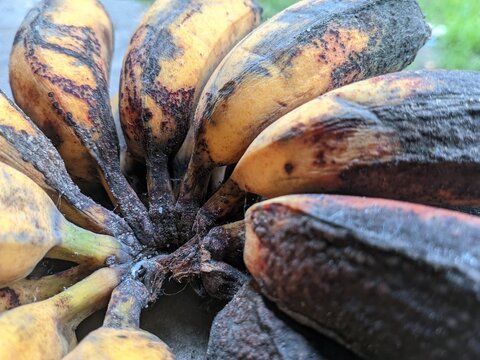 closeup of a banana that is starting to rot or turn black