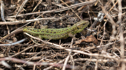 Green lizard on the ground in spring.