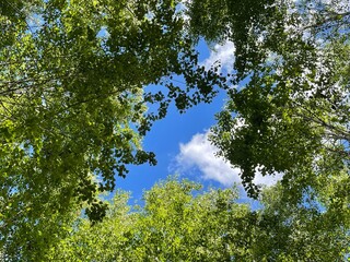 Sky through the trees