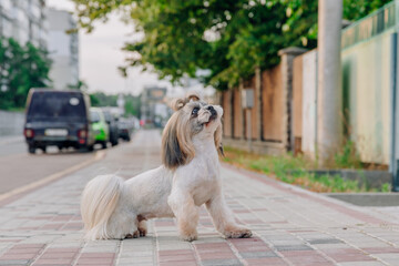 Cute funny shih tzu breed dog outdoors. Dog grooming. Funny dog at the city