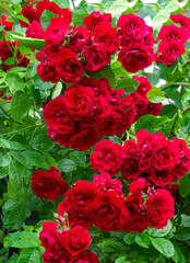 Beautiful rose branch with red flowers in the garden.