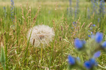 blooming summer wild flowers in the field Tragopogon pseudomajor