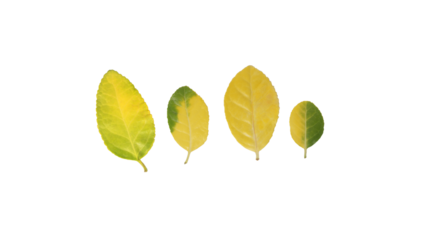 autumn leaves turned or turning yellow