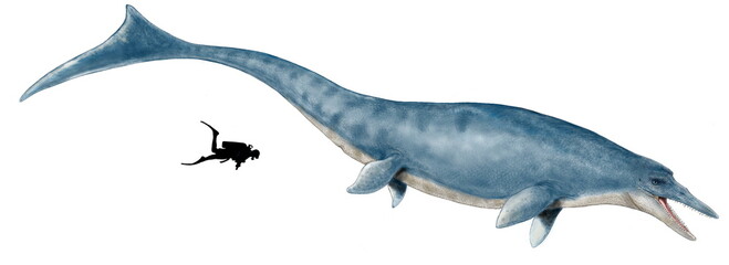 初期の魚竜　キンボスポンディルス　最大全長は10メートルに達したと推定される最大の魚竜の一つであった。生息した時代は2億4000万年前から2億1000年前にあたる中生代三畳紀中期から後期にであり、かなり原始的な特徴を持つ初期の魚竜である。
明確な背びれや推力を得られるような強靭な尾びれはなかったとされるが、全身の半分を占める尾の部分をくねらせてかなりの高速で獲物を捕獲できたと推定される。