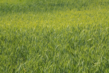 Obraz na płótnie Canvas Green meadow grass field.