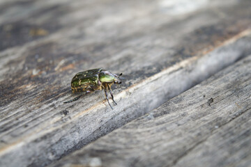 Beetle Rose Chafer or the Green Rose Chafer, latin name Cetonia aurata.