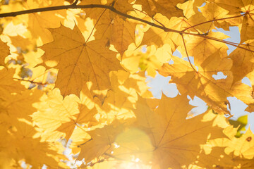 Autumn leaves in the sun and blurry trees. Autumn background.