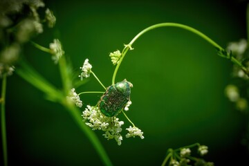 Detailed close up of a metallic green beetle