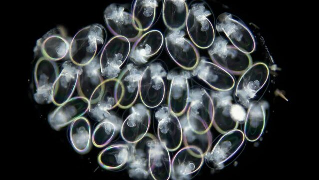 Eggs with Mollusca Nudibranchia embryos under a microscope. They are attached to algae. Next stage, veliger, will float in water column. White Sea