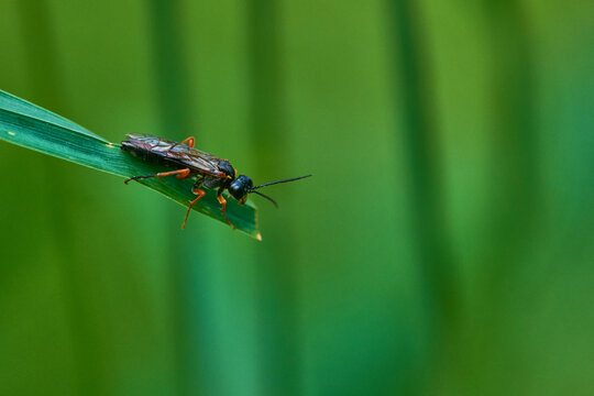 Schwarze Schlupfwespe (Pimpla rufipes) M&auml;nnchen